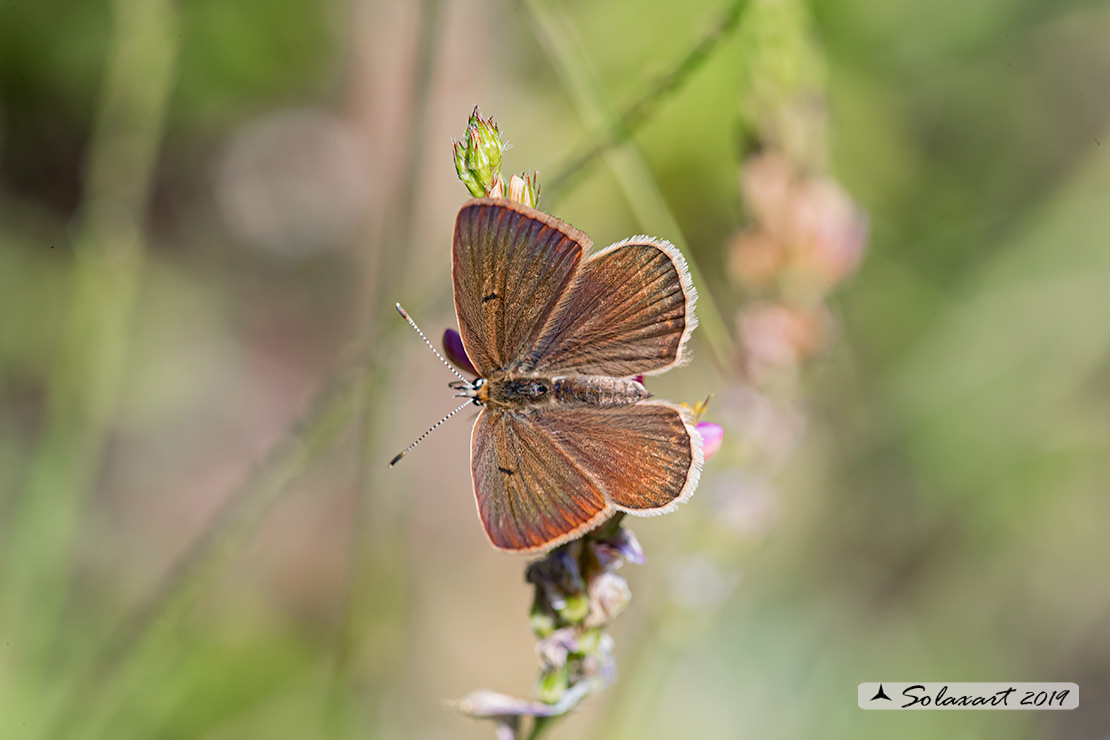 Polyommatus humedasae; Piedmont Anomalous Blue