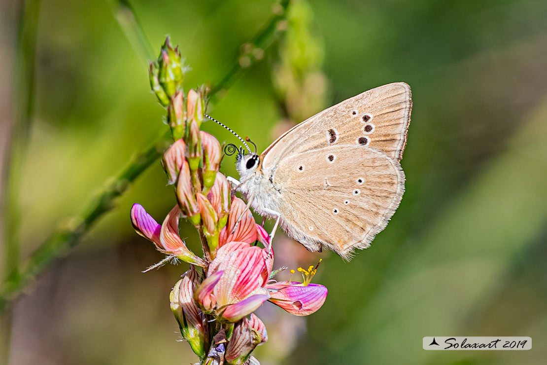 Polyommatus humedasae; Piedmont Anomalous Blue