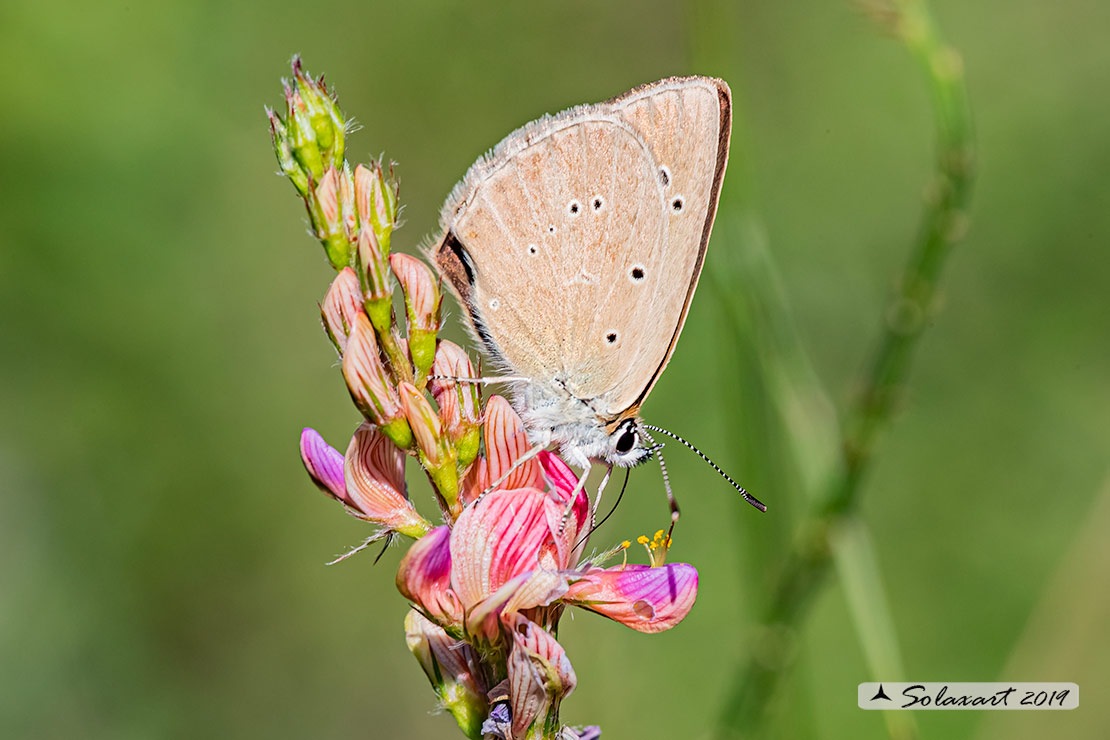 Polyommatus humedasae; Piedmont Anomalous Blue