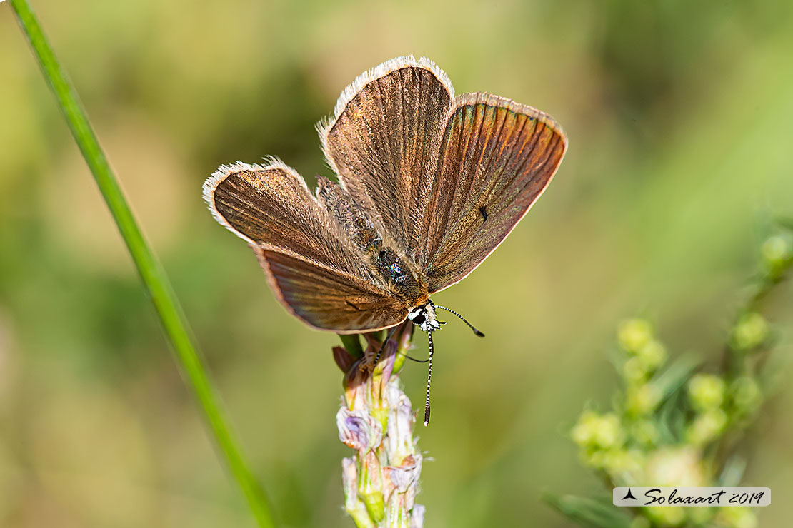 Polyommatus humedasae; Piedmont Anomalous Blue