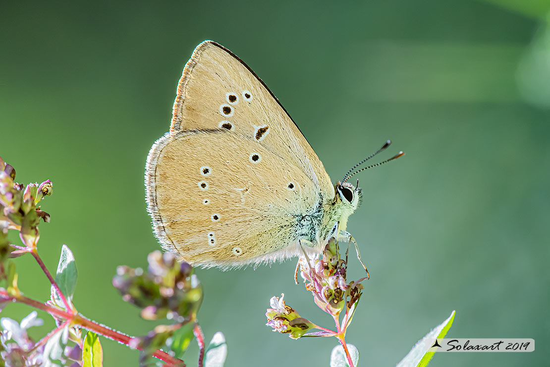 Polyommatus humedasae; Piedmont Anomalous Blue