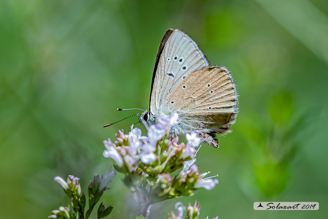 Polyommatus humedasae; Piedmont Anomalous Blue