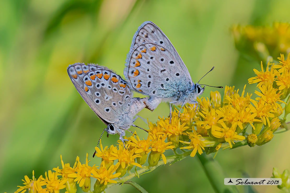 Polyommatus icarus: Icaro (copula); Common Blue (mating)