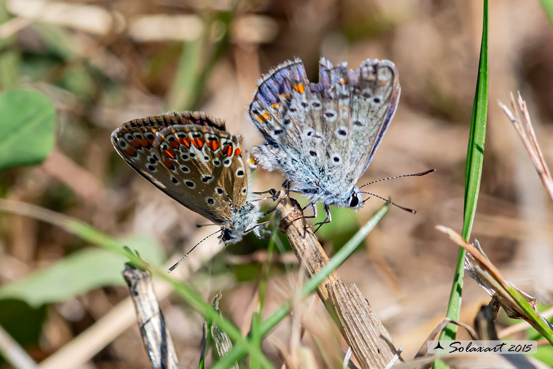 Polyommatus icarus: Icaro (copula); Common Blue (mating)