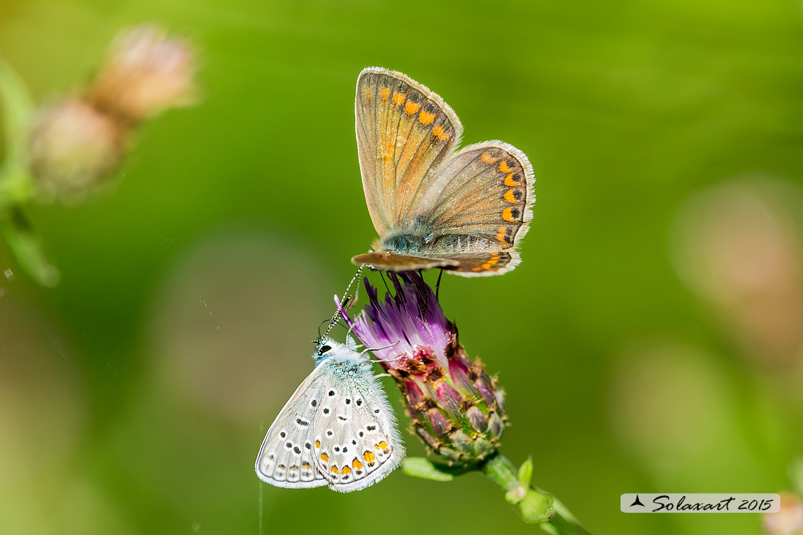 Polyommatus icarus: Icaro (femmina); Common Blue (female)