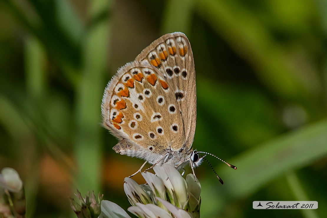 Polyommatus icarus: Icaro (femmina); Common Blue (female)