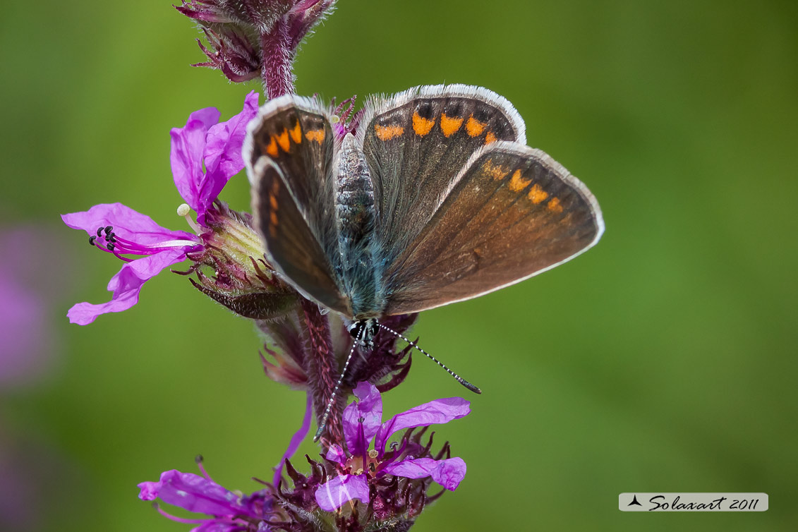 Polyommatus icarus: Icaro (femmina); Common Blue (female)