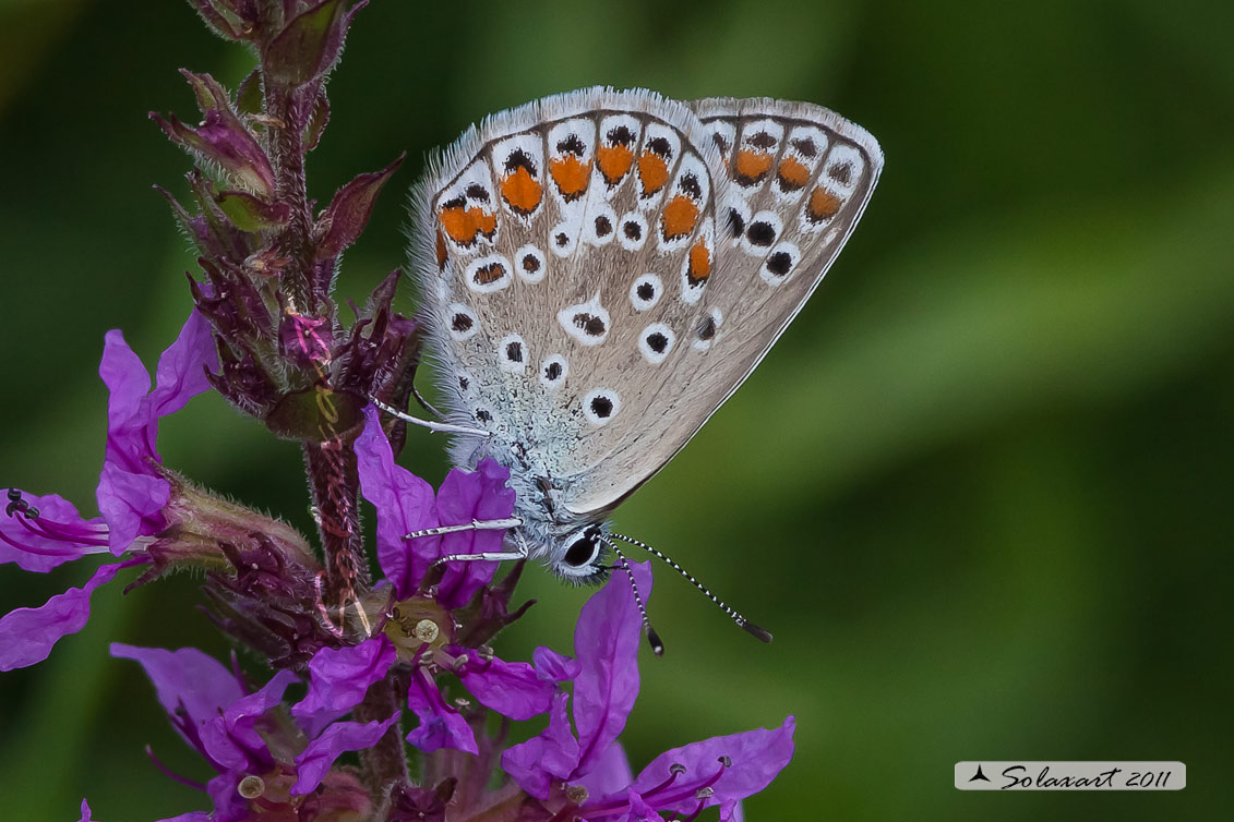 Polyommatus icarus: Icaro (femmina); Common Blue (female)