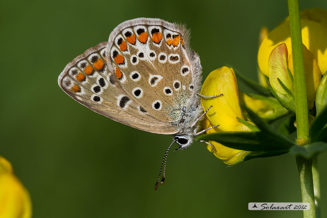 Polyommatus icarus: Icaro (femmina); Common Blue (female)