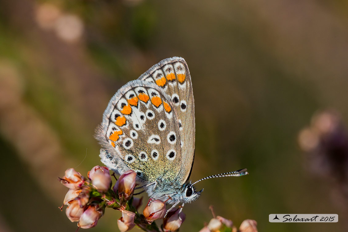 Polyommatus icarus: Icaro (femmina); Common Blue (female)