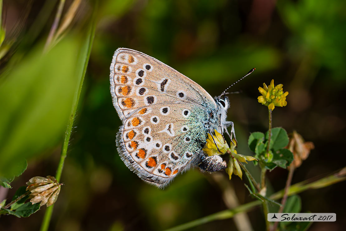Polyommatus icarus: Icaro (femmina); Common Blue (female)