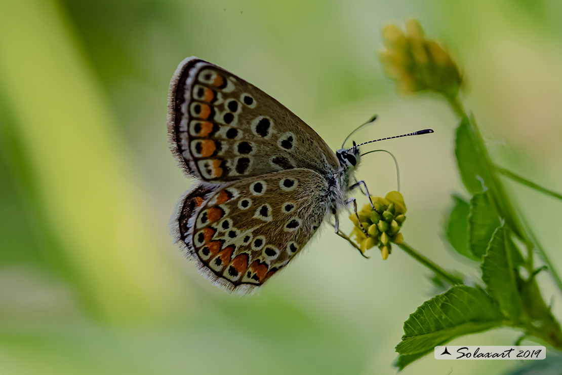 Polyommatus icarus:  Icaro (femmina);  Common Blue (female)