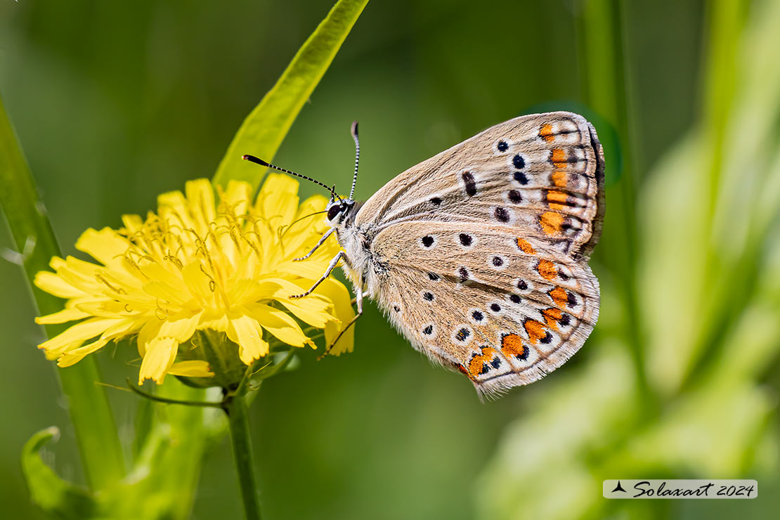 Polyommatus icarus: Icaro (femmina); Common Blue (female)