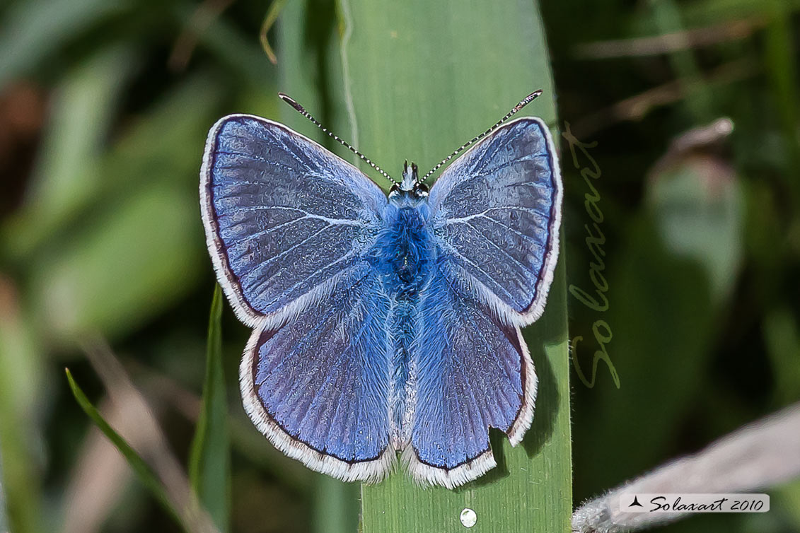 Polyommatus icarus: Icaro (maschio); Common Blue (male)