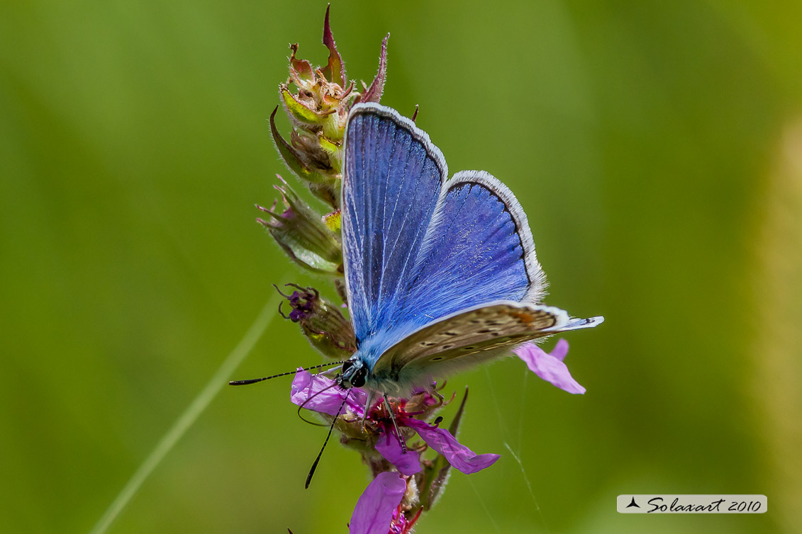 Polyommatus icarus: Icaro (maschio); Common Blue (male)