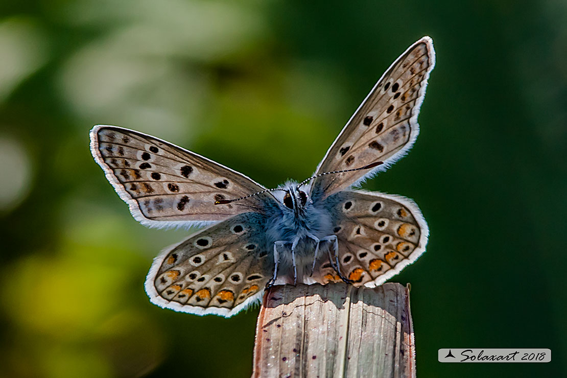 Polyommatus icarus: Icaro (maschio); Common Blue (male)