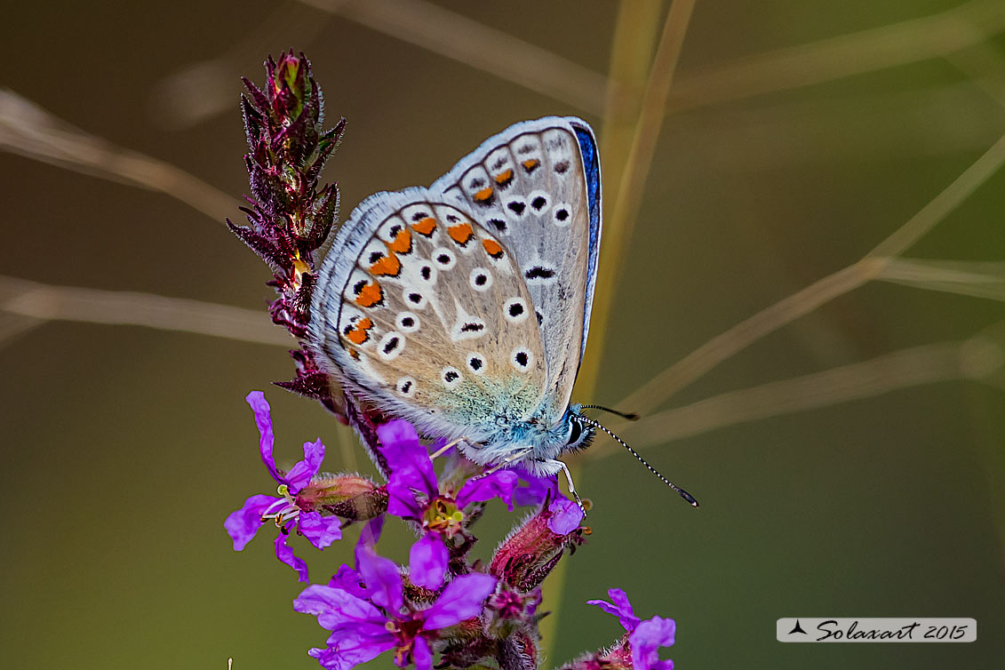 Polyommatus icarus: Icaro (maschio); Common Blue (male)