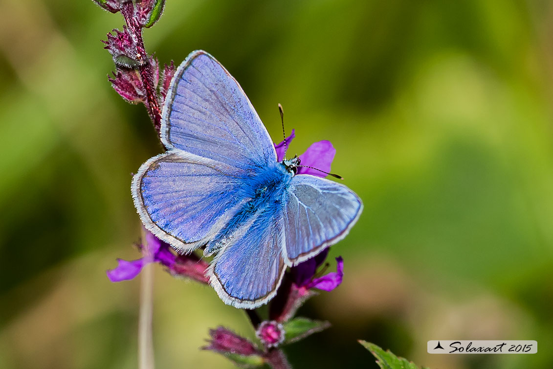 Polyommatus icarus: Icaro (maschio); Common Blue (male)