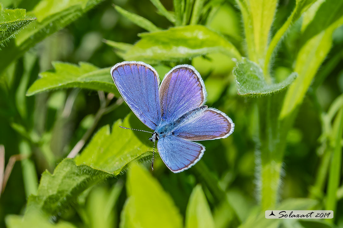 Polyommatus icarus: Icaro (maschio); Common Blue (male)