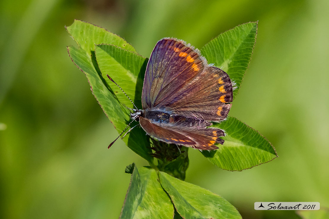 Polyommatus icarus: Icaro (femmina); Common Blue (female)