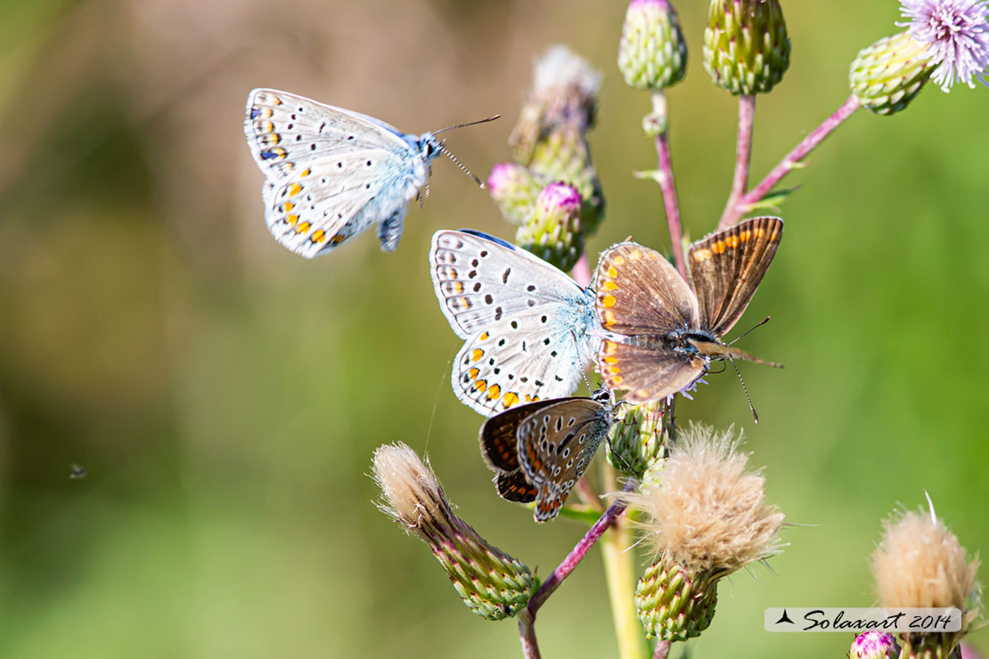 Polyommatus icarus: Icaro (femmina); Common Blue (female)
