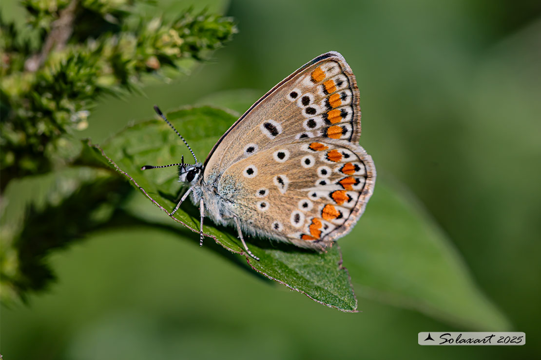 Polyommatus thersithes; Chapman's blue