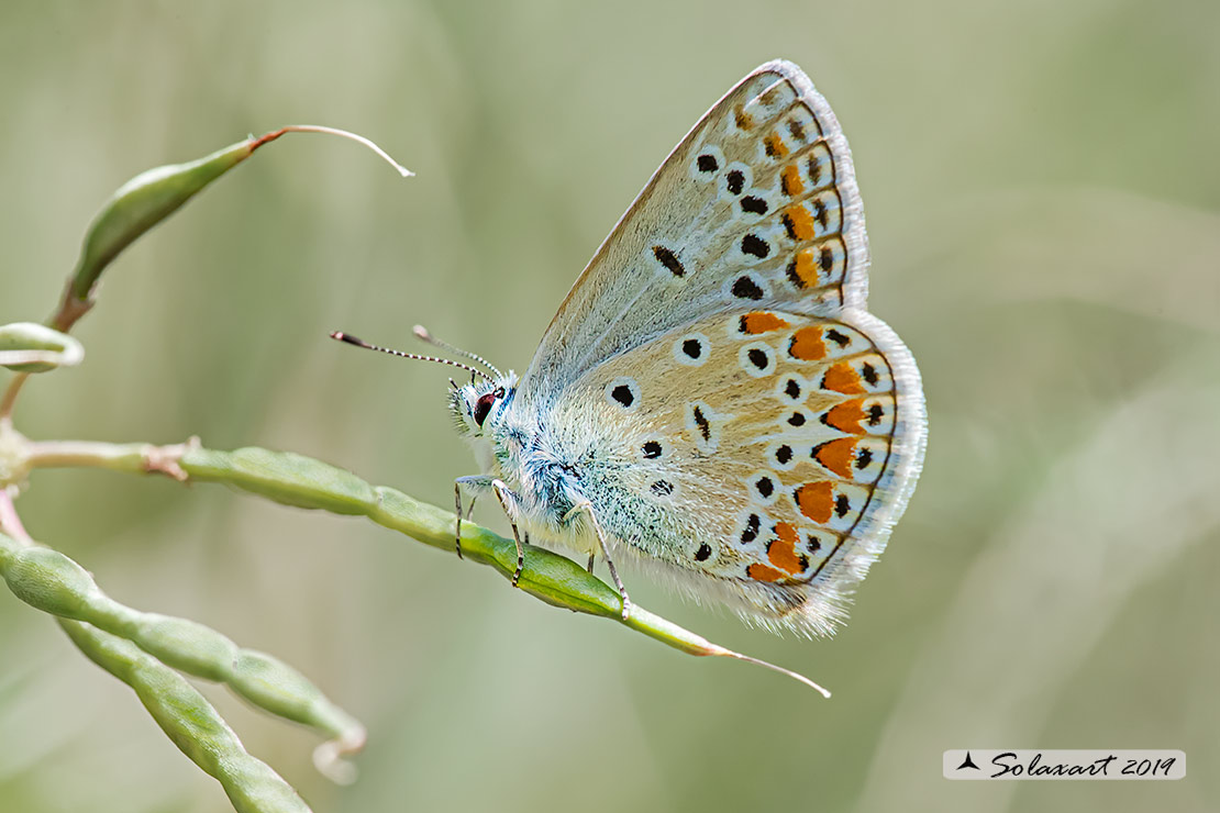 Polyommatus thersithes; Chapman's blue