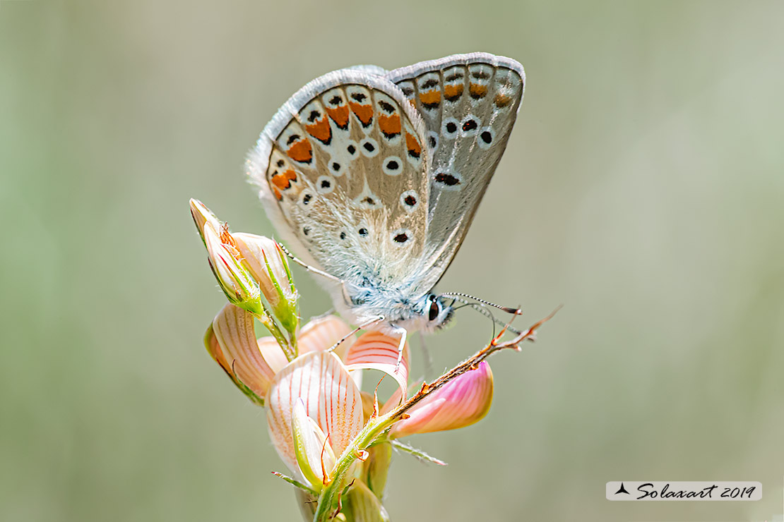 Polyommatus thersithes; Chapman's blue