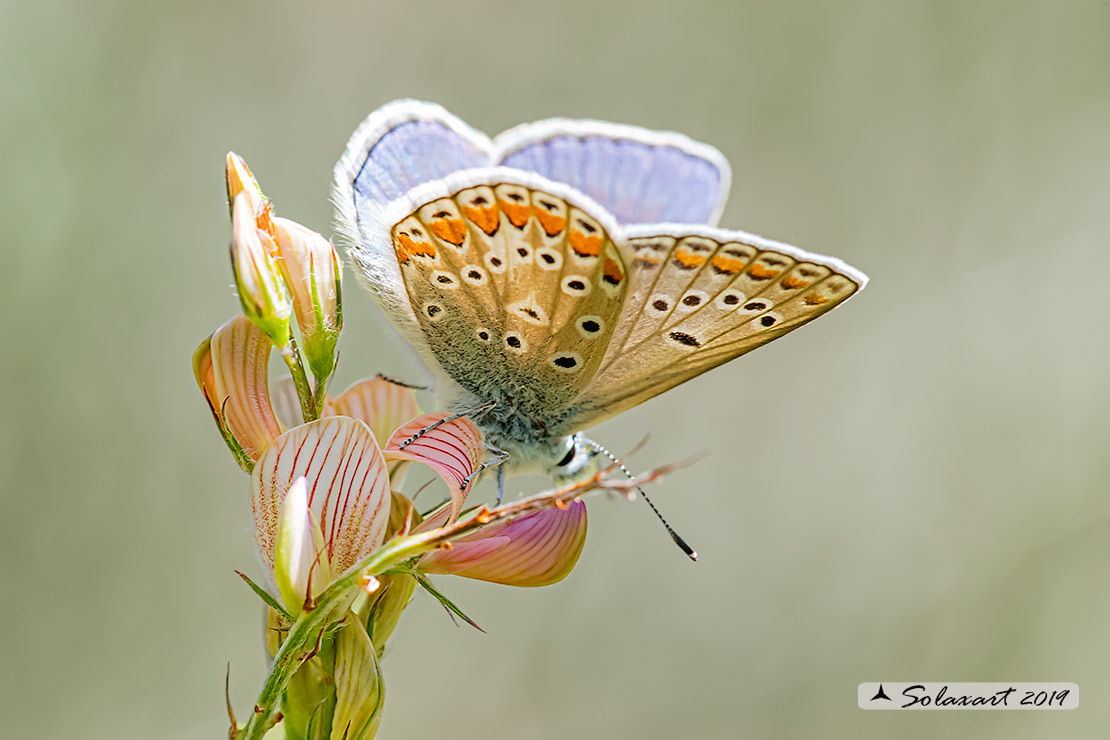 Polyommatus thersithes; Chapman's blue