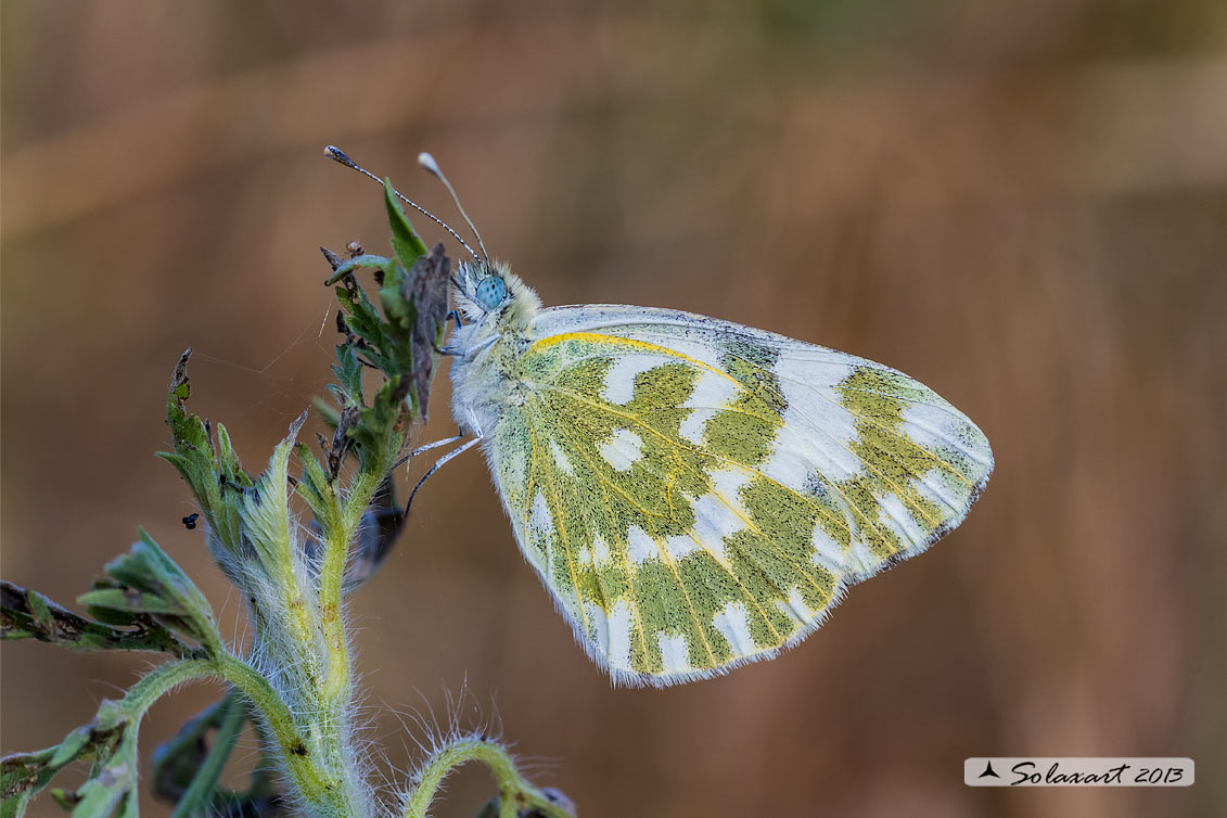 Pontia edusa: Edusa (femmina); Eastern Bath White (female)