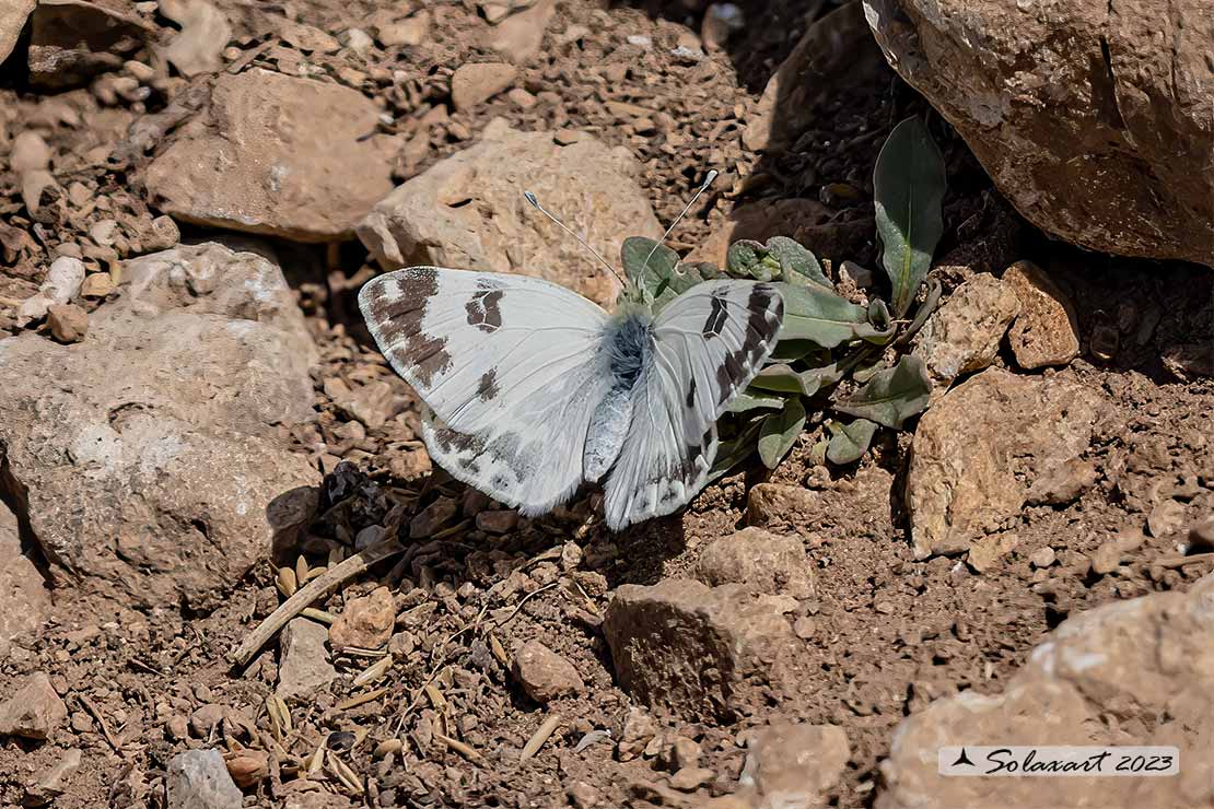 Pontia edusa: Edusa (femmina); Eastern Bath White (female)
