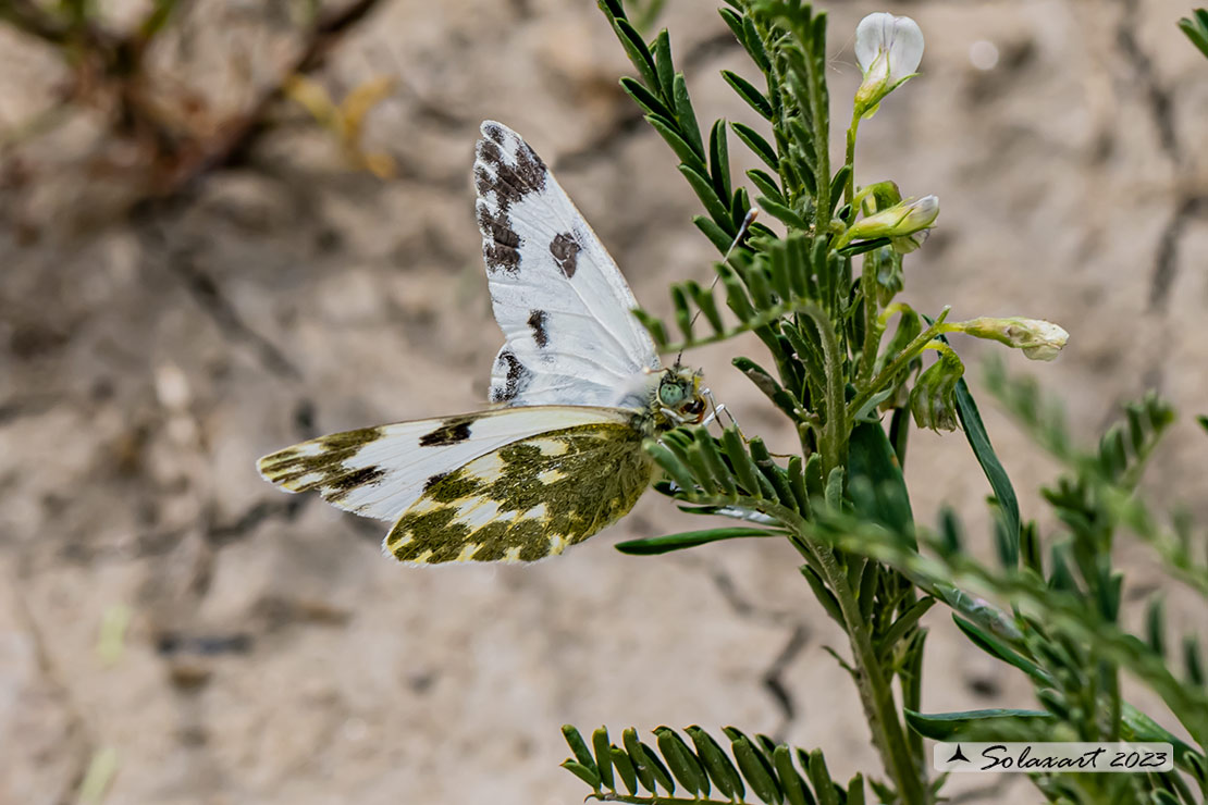 Pontia edusa: Edusa (femmina); Eastern Bath White (female)