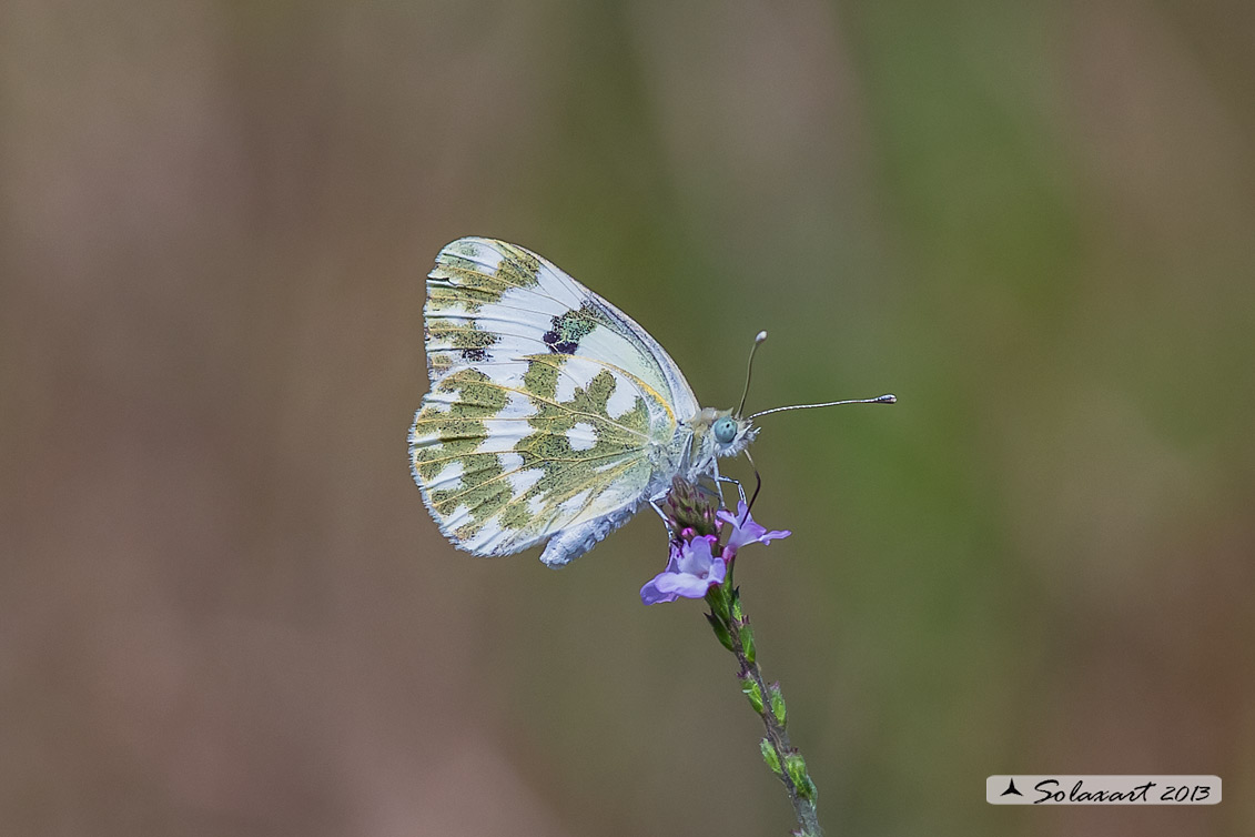 Pontia edusa: Edusa (maschio); Eastern Bath White (male)