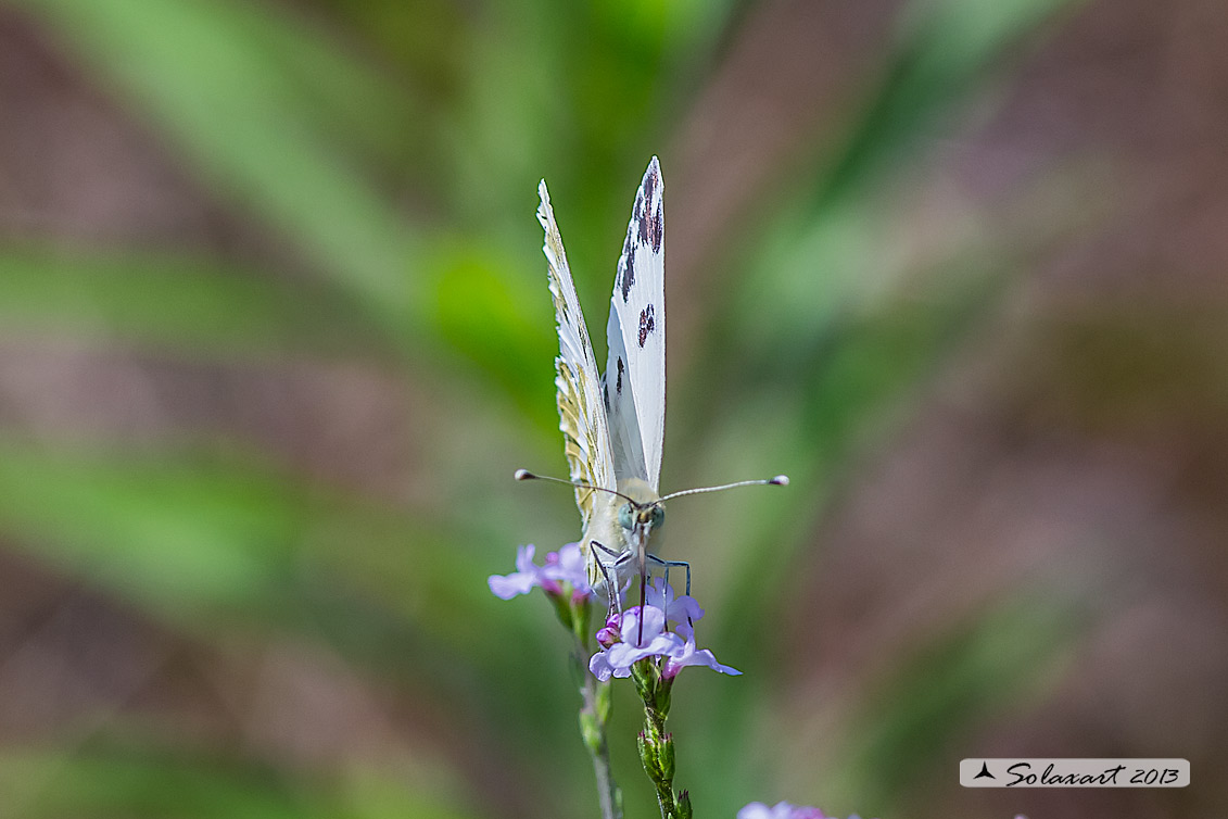 Pontia edusa: Edusa (maschio); Eastern Bath White (male)