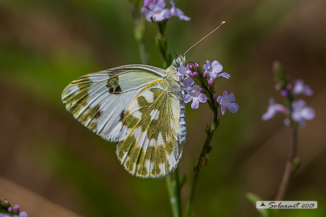 Pontia edusa: Edusa (maschio); Eastern Bath White (male)