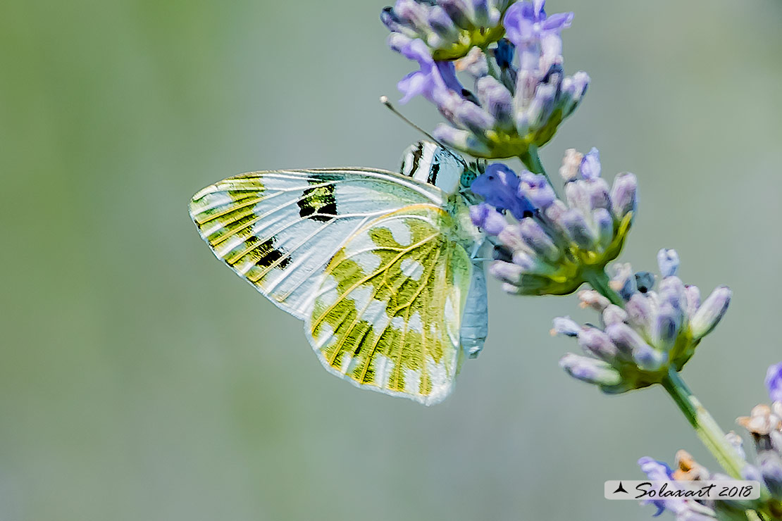 Pontia edusa: Edusa (maschio); Eastern Bath White (male)