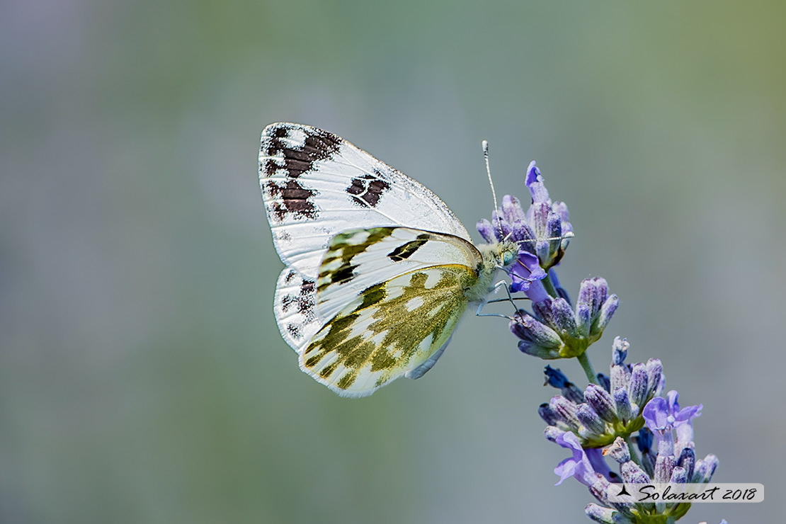 Pontia edusa: Edusa (maschio); Eastern Bath White (male)