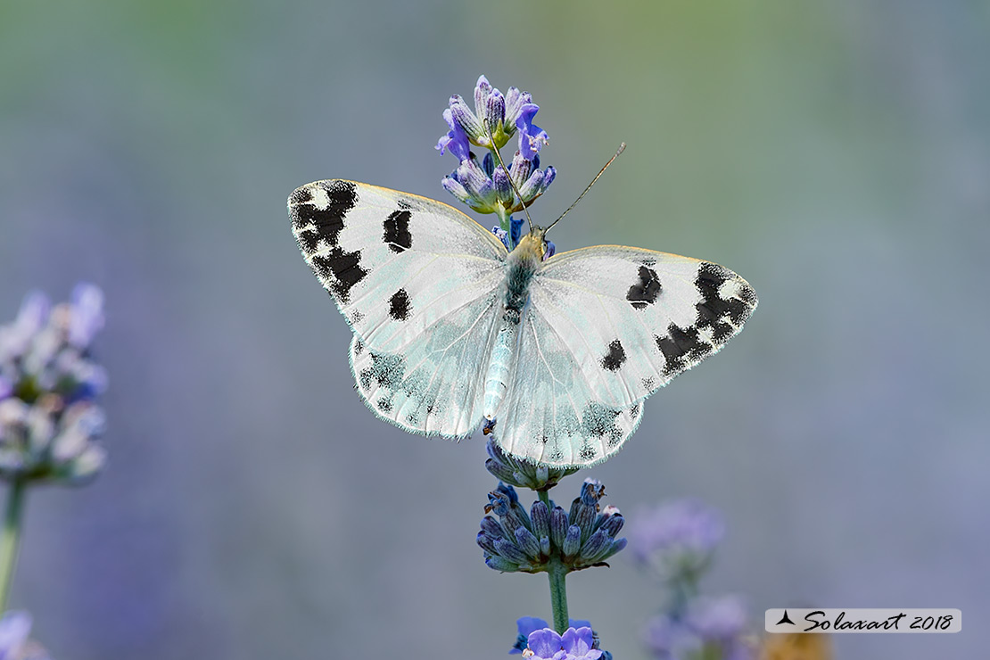 Pontia edusa: Edusa (maschio); Eastern Bath White (male)