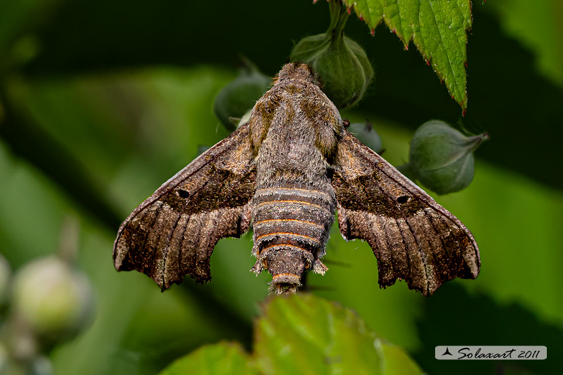 Ordine lepidoptera; Famiglia: Sphingidae; Specie: Proserpinus proserpina