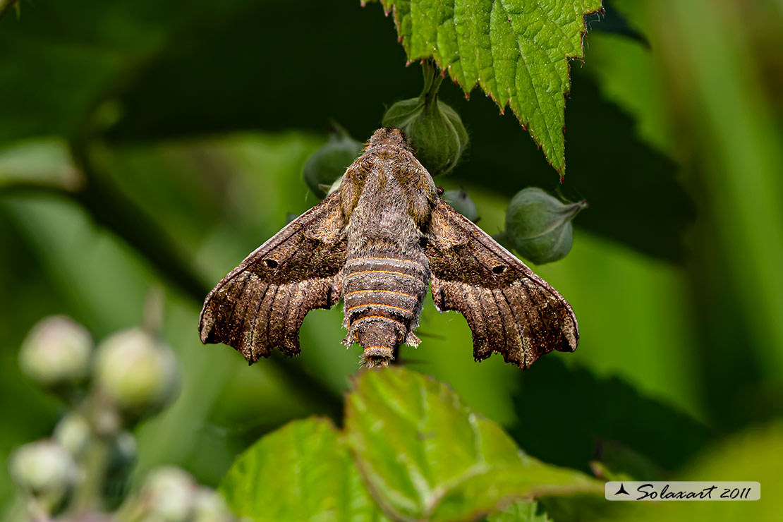 Ordine lepidoptera; Famiglia: Sphingidae; Specie: Proserpinus proserpina