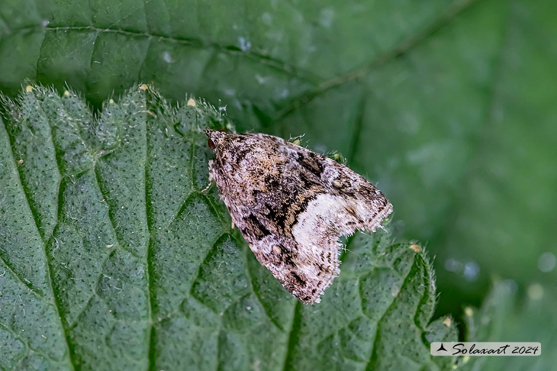 Protodeltote pygarga - Marbled white spot