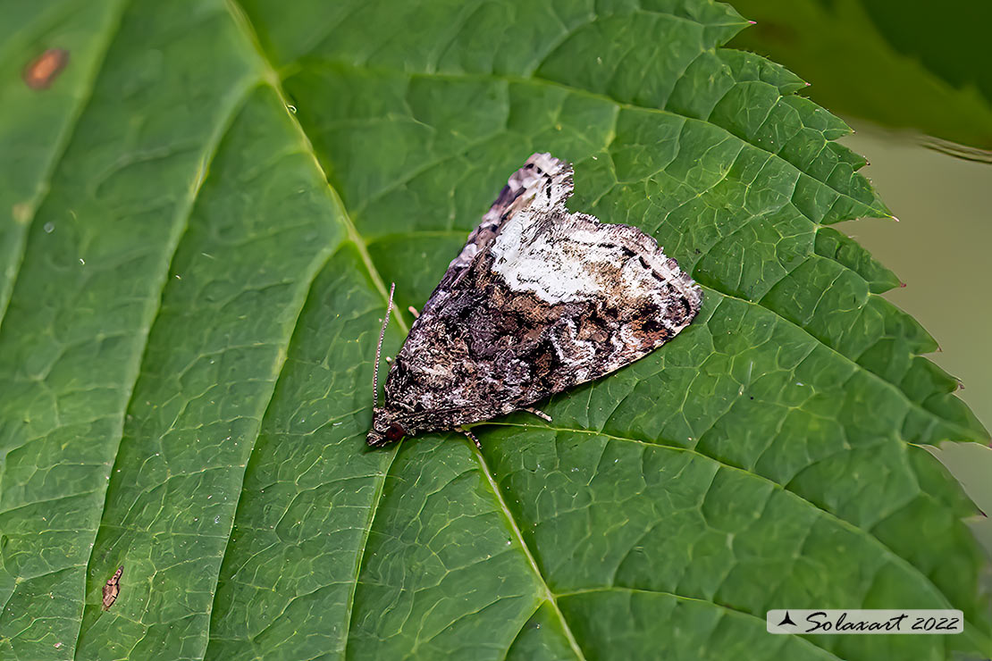 Protodeltote pygarga - Marbled white spot