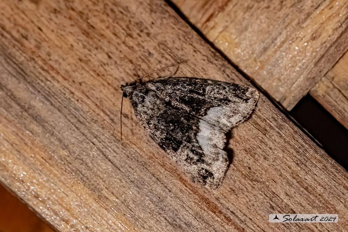 Protodeltote pygarga - Marbled white spot