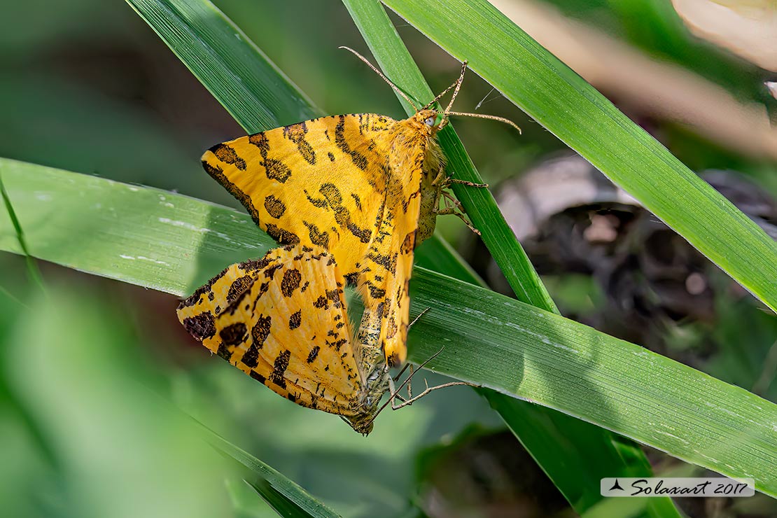 Pseudopanthera macularia:  Speckled yellow