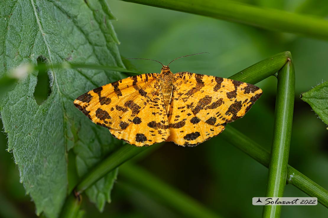 Pseudopanthera macularia:  Speckled yellow