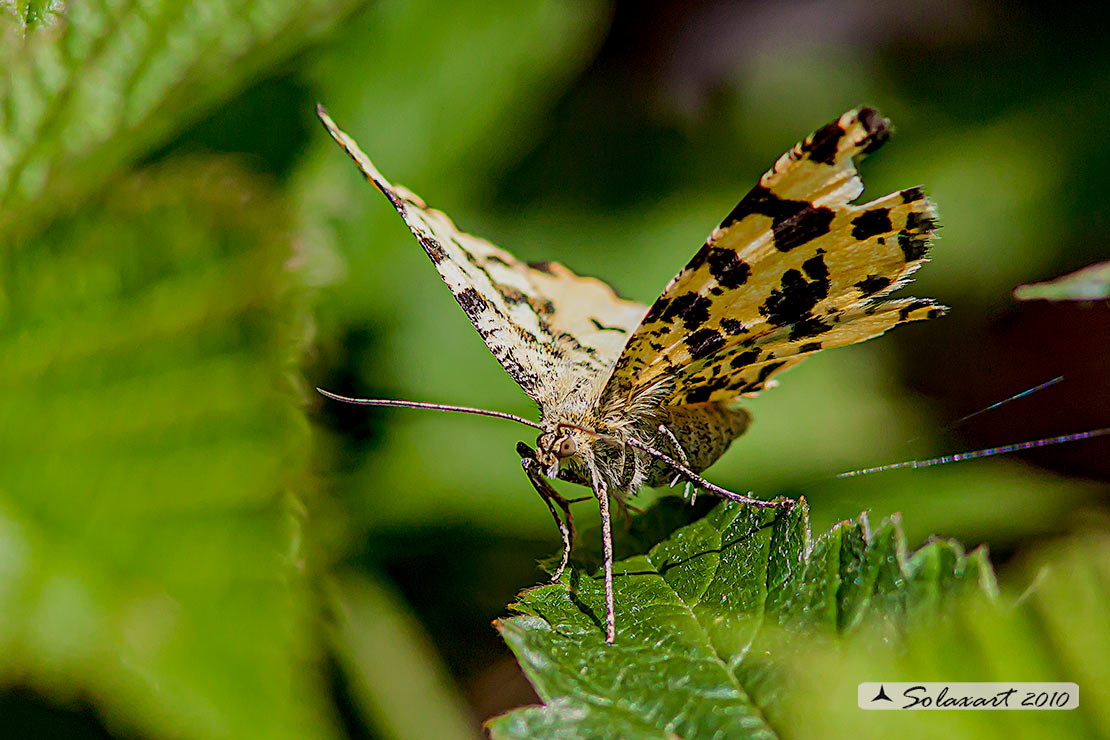 Pseudopanthera macularia:  Speckled yellow