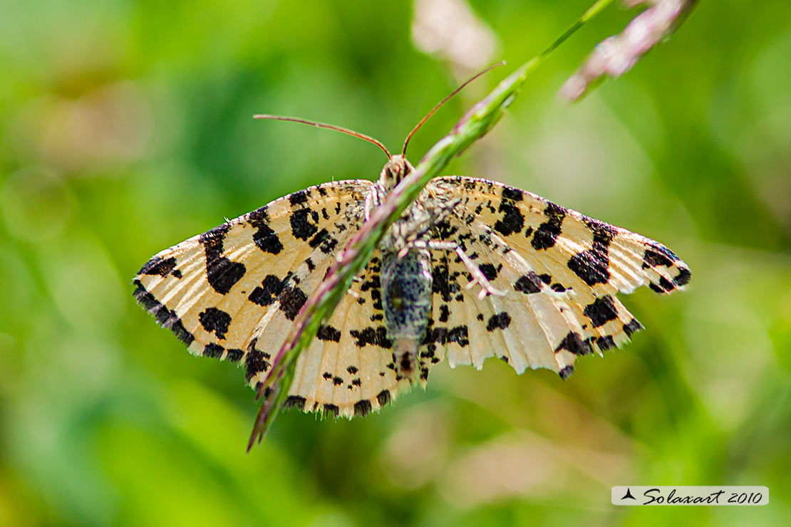 Pseudopanthera macularia:  Speckled yellow