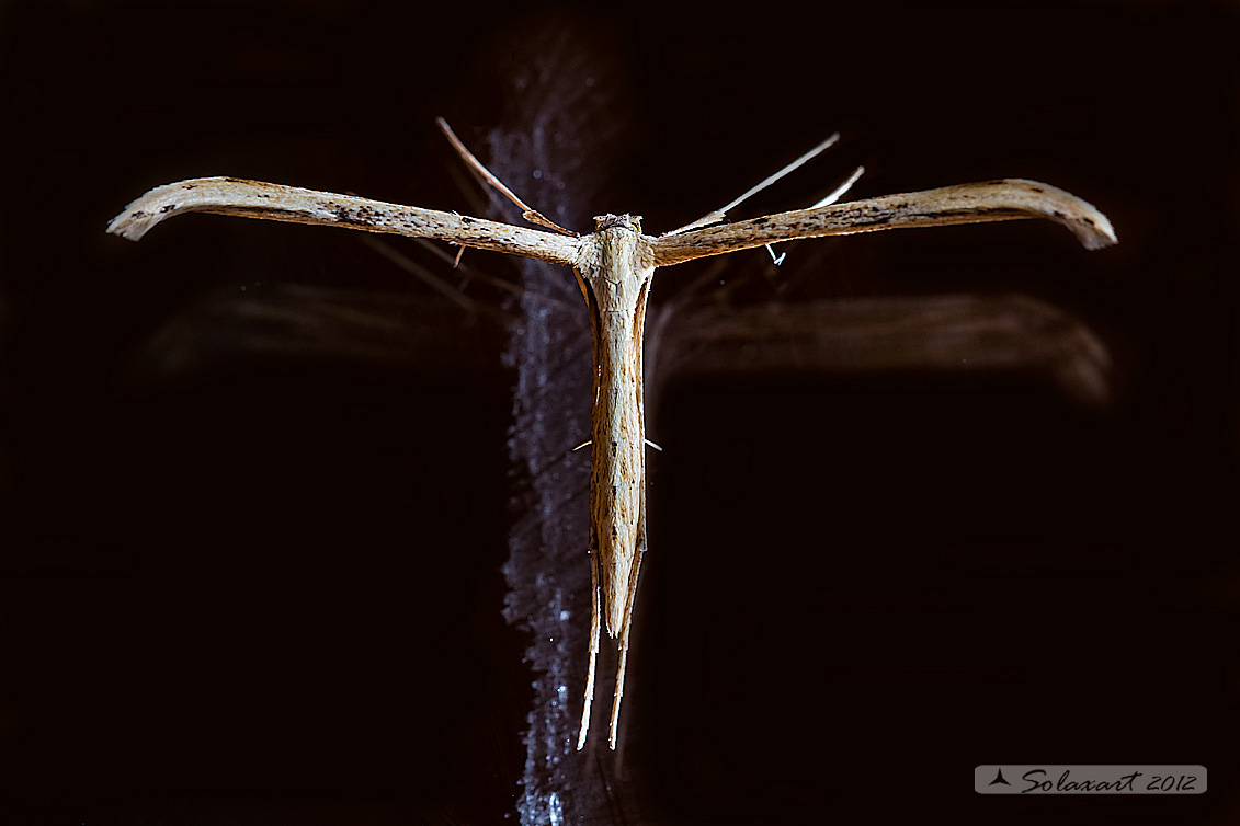 Pterophorus monodactylus:     T-Moth  or  Morning-glory Plume Moth