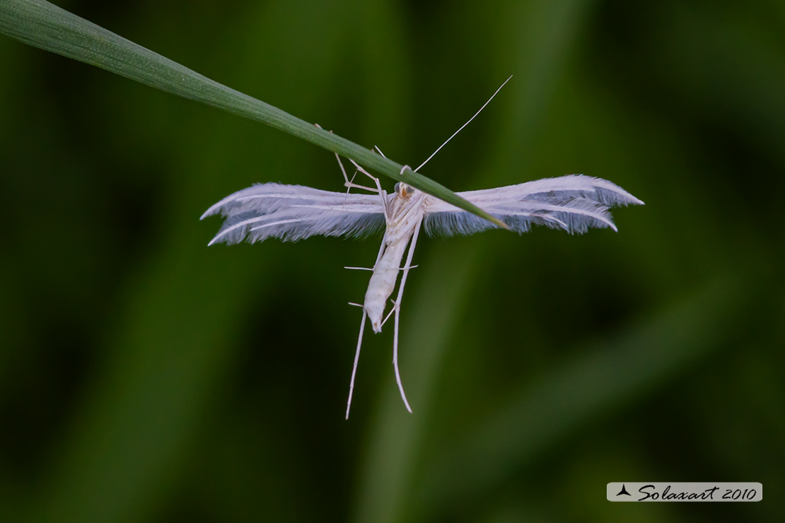 Pterophorus pentadactyla