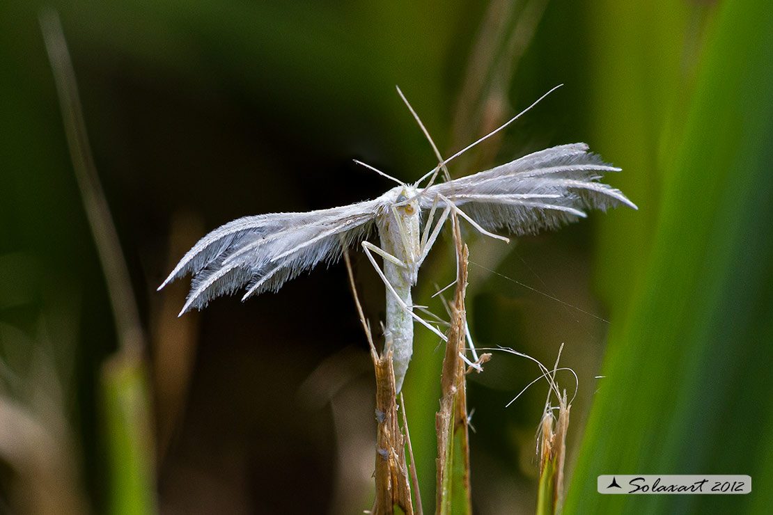 Pterophorus pentadactyla